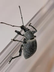 Curculionidae