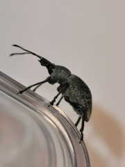 Curculionidae