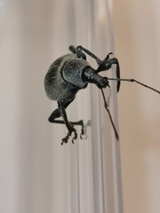 Curculionidae