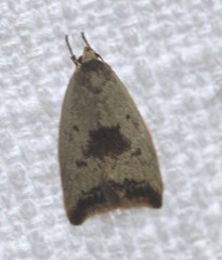 Ageletha elaeodes