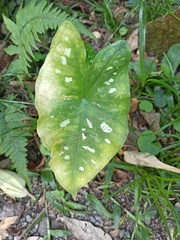 Caladium