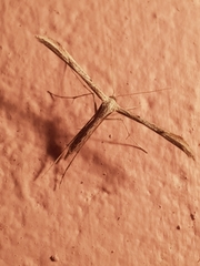 Hellinsia lienigianus