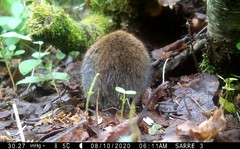 Craseomys rufocanus