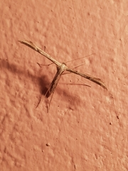 Hellinsia lienigianus