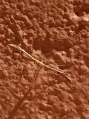 Hellinsia lienigianus