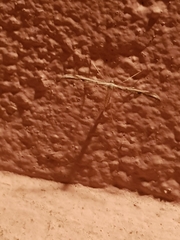 Hellinsia lienigianus