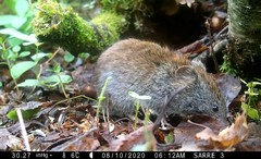 Craseomys rufocanus