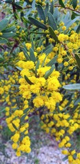 Acacia brachybotrya