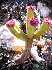 Crassula pyramidalis