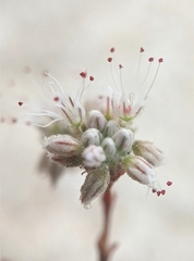 Eriogonum angulosum