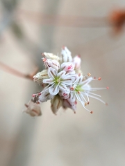 Eriogonum angulosum