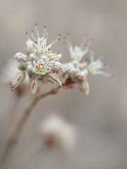 Eriogonum angulosum