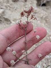 Eriogonum angulosum