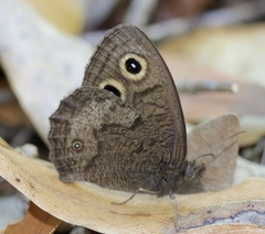 Cercyonis pegala boopis