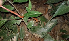 Drepanoides anomalus