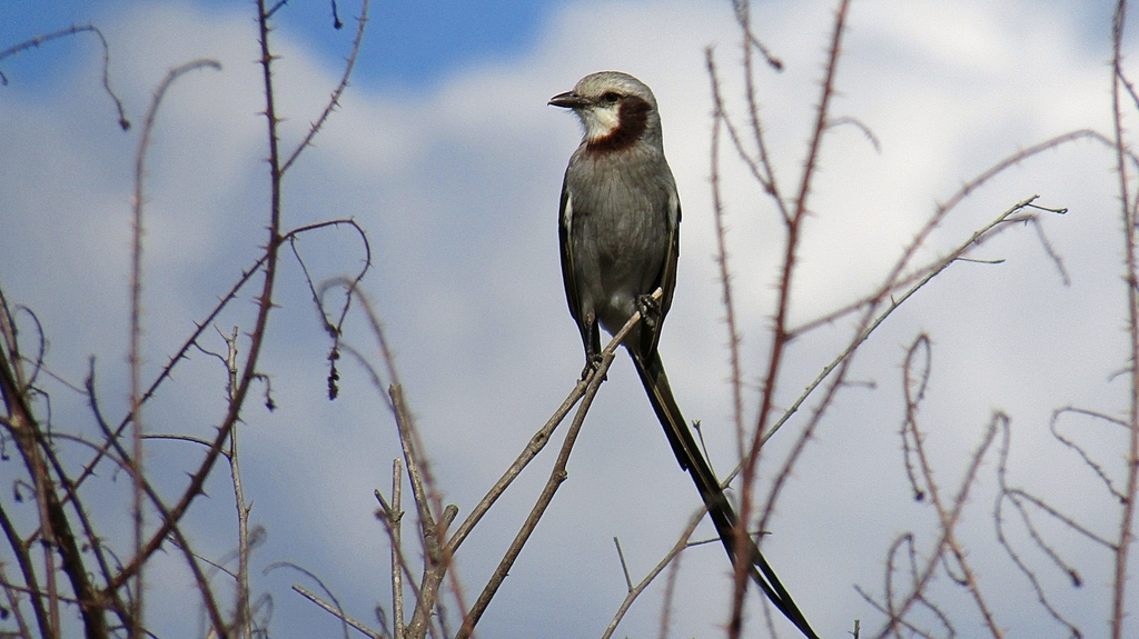 Streamer-tailed Tyrant photo