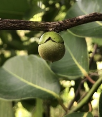 Diospyros maritima