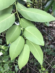 Diospyros maritima