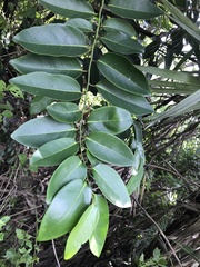 Diospyros maritima