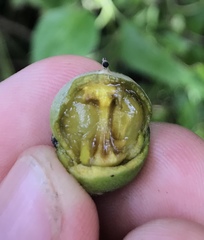 Diospyros maritima