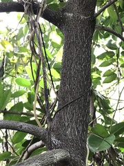 Diospyros maritima