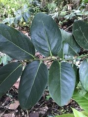 Diospyros maritima