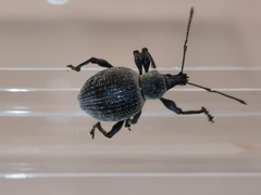 Curculionidae