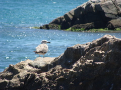 Larus dominicanus