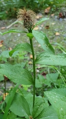 Centaurea phrygia pseudophrygia