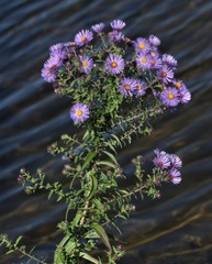 Symphyotrichum novae-angliae