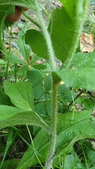 Centaurea phrygia pseudophrygia