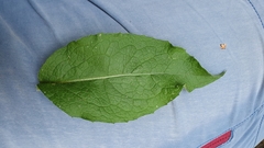 Centaurea phrygia pseudophrygia