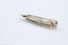 Catoptria latiradiellus