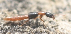 Xantholininae