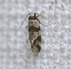 Isomoralla gephyrota