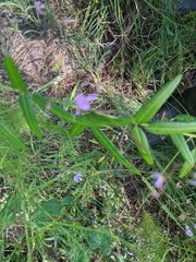 Desmodium strictum