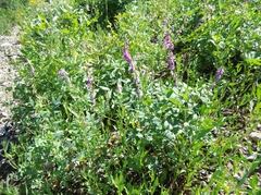 Hedysarum occidentale