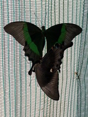 Papilio palinurus