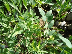 Hedysarum occidentale