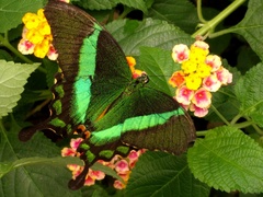 Papilio palinurus