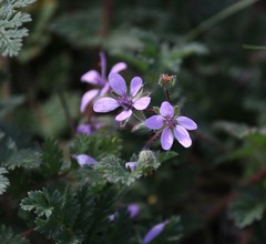 Erodium cicutarium