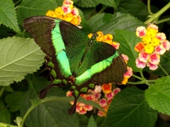 Papilio palinurus