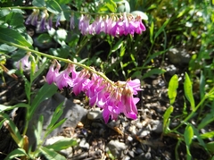 Hedysarum occidentale