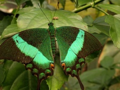Papilio palinurus