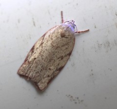 Euchaetis inceptella