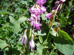 Hedysarum occidentale