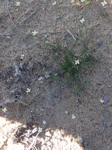 Image of Heliophila pendula by (c) Nicola van Berkel, some rights reserved (CC BY-SA)