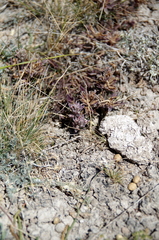 Castilleja salsuginosa