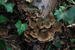 Trametes versicolor