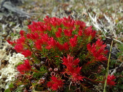 Rhodiola quadrifida